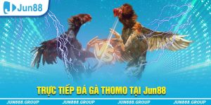 Trực tiếp đá gà Thomo
